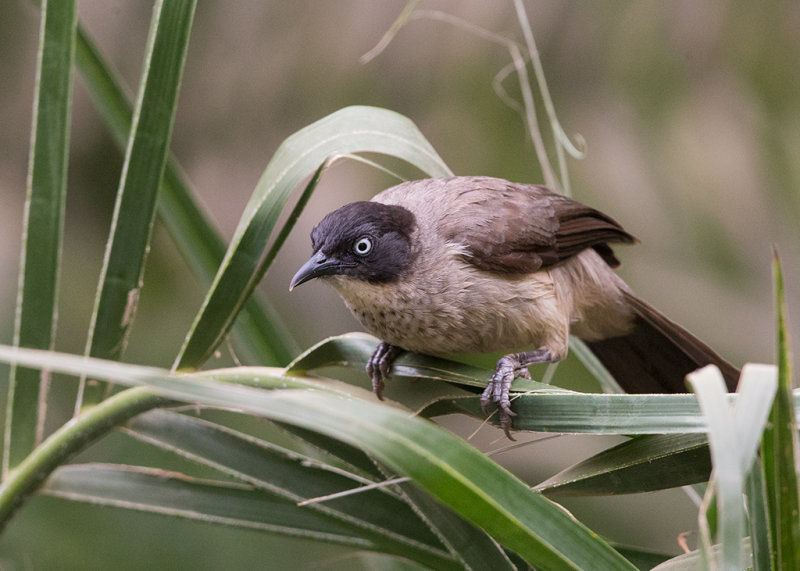 Babbler,Blackcap 