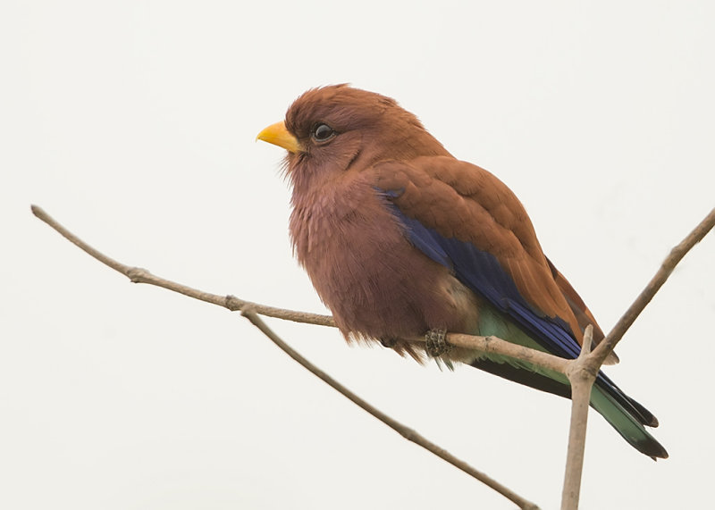 Broad Billed Roller  Gambia