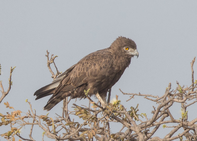 Brown Snake Eagle   Gambia