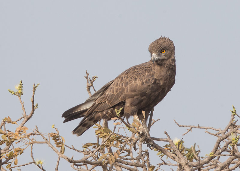Brown Snake Eagle   Gambia