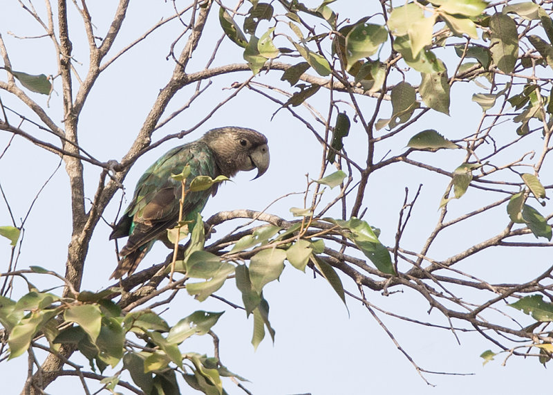 Brown-necked Parrot   Gambia