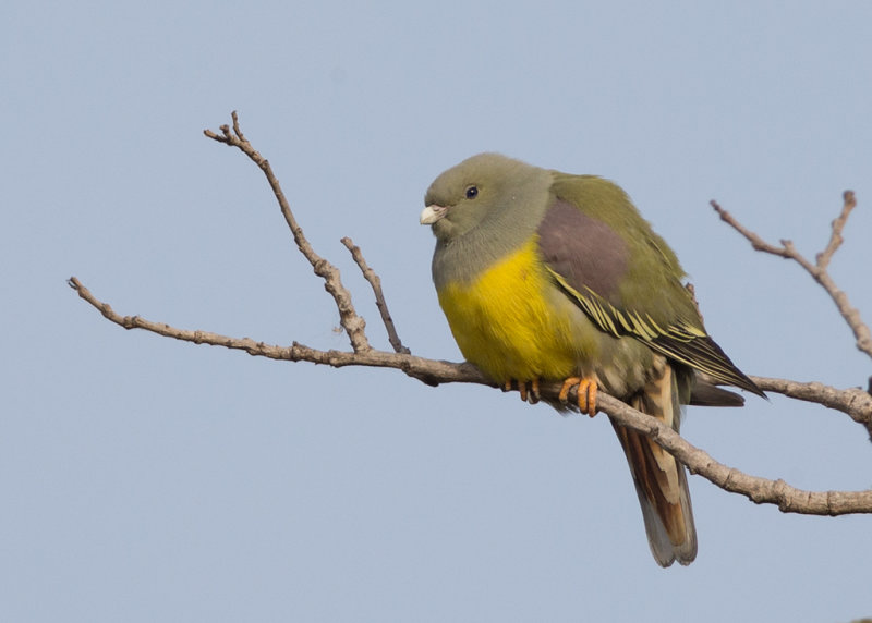 Bruces Green Pigeon   Gambia
