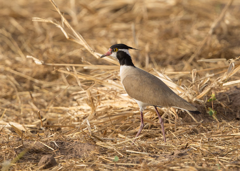 Black-headed Lapwing    Gambia