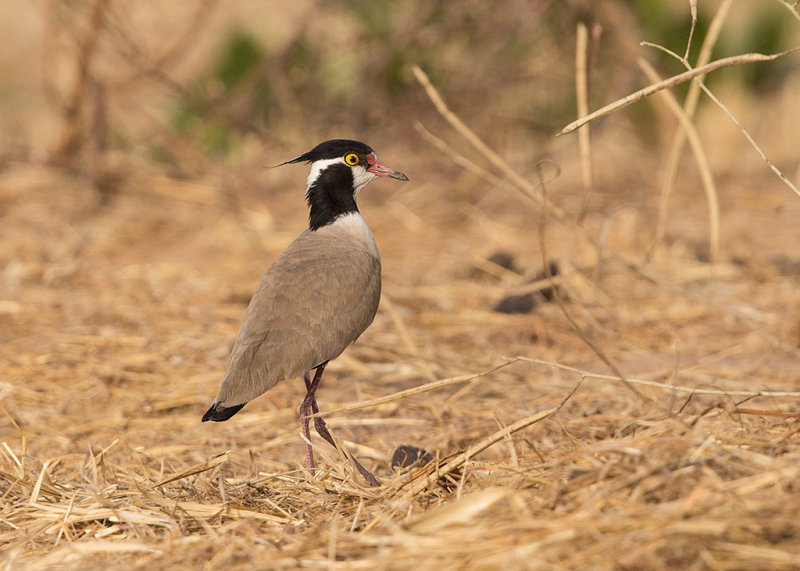 Lapwing,Black-headed 