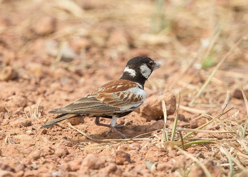 Chestnut-headed Sparrow-Lark   Gambia