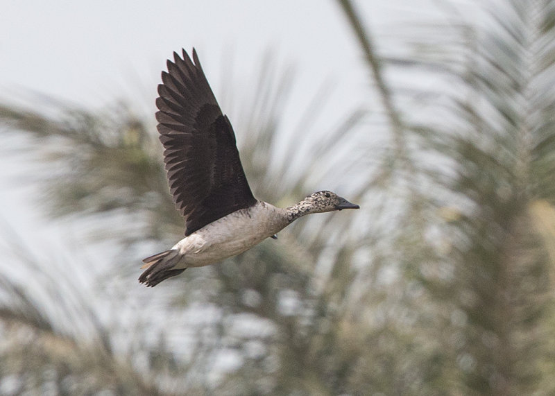 Comb Duck Gambia