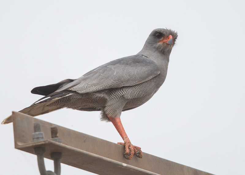 Dark Chanting Goshawk   Gambia