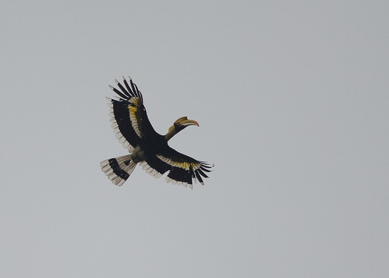 Great Hornbill   Thailand