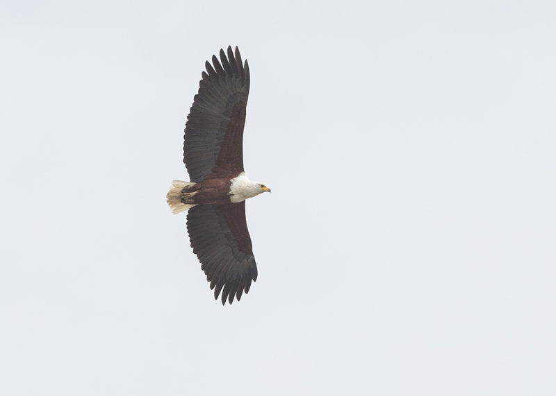 African Fish Eagle   Gambia