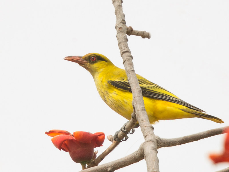 African Golden Oriole   Gambia