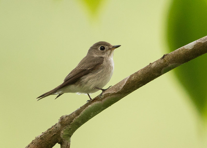 Asian Brown Flycatcher   Thailand