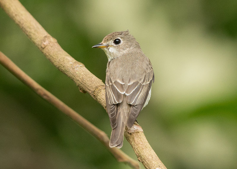 Asian Brown Flycatcher   Thailand