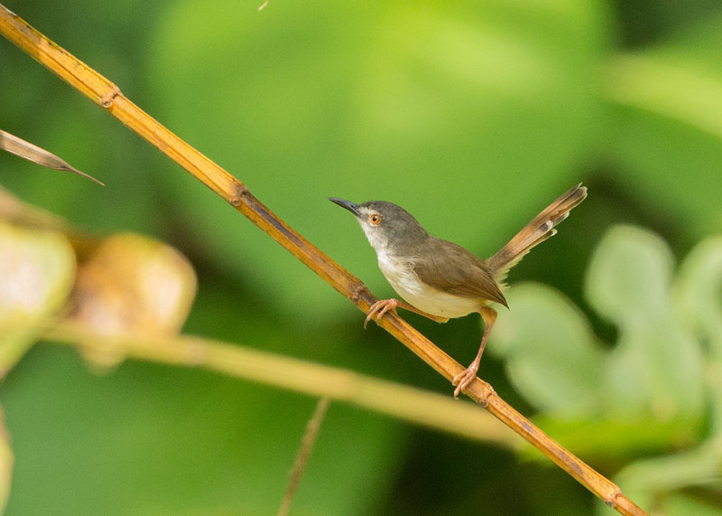 Common Tailorbird   Thailand