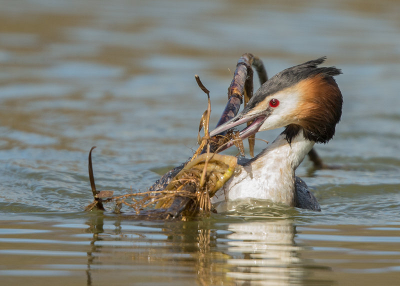 Great Crested Grebe  Shropshire