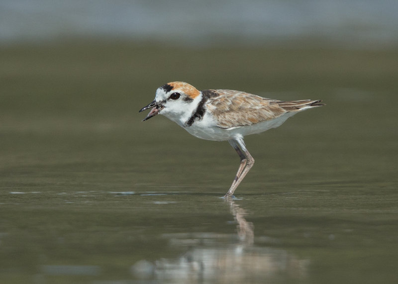 Malaysian Plover   Thailand