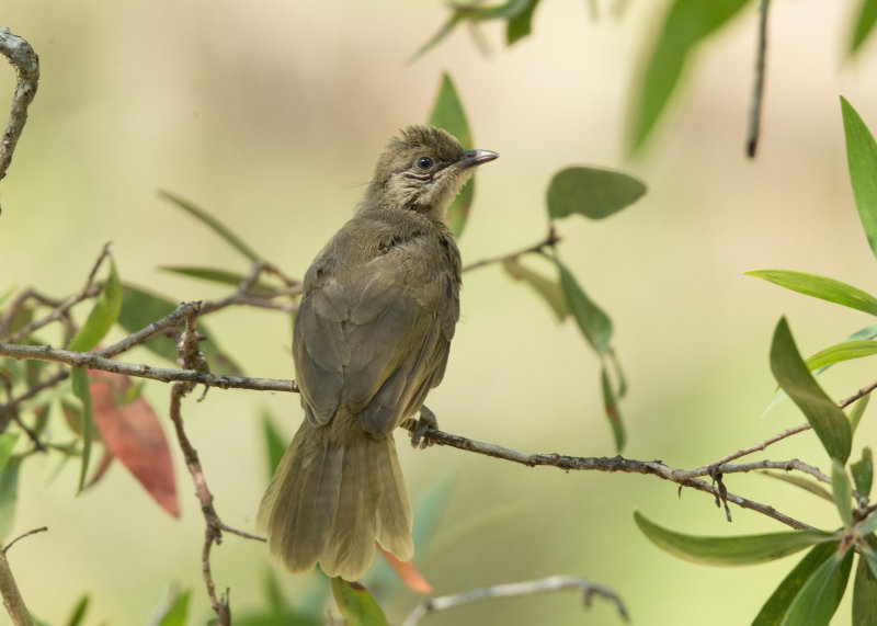 Olive-winged Bulbul   Thailand