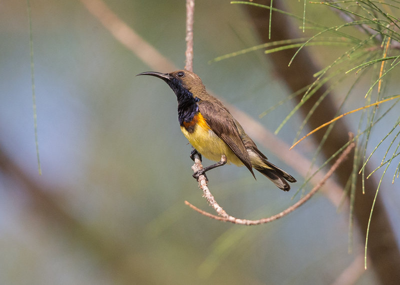 Olive-backed Sunbird    Thailand