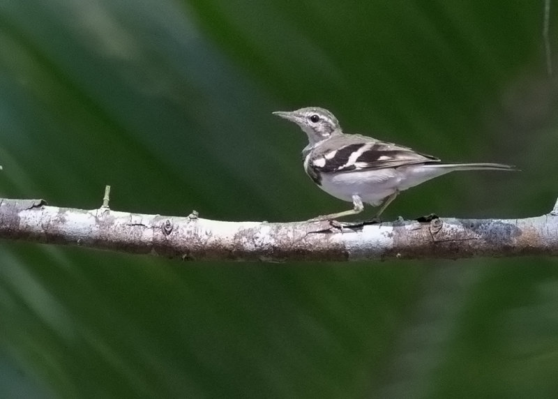 Forest Wagtail   Thailand