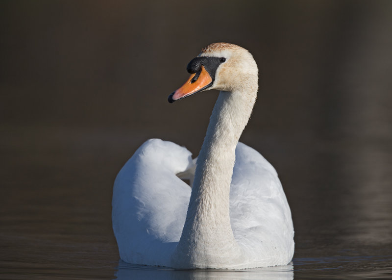 Swan,Mute 