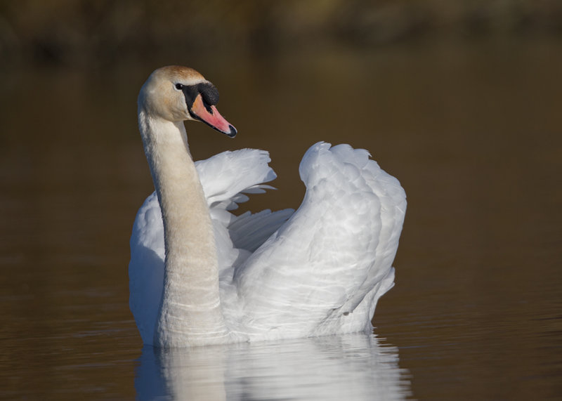 Mute Swan   Abergele