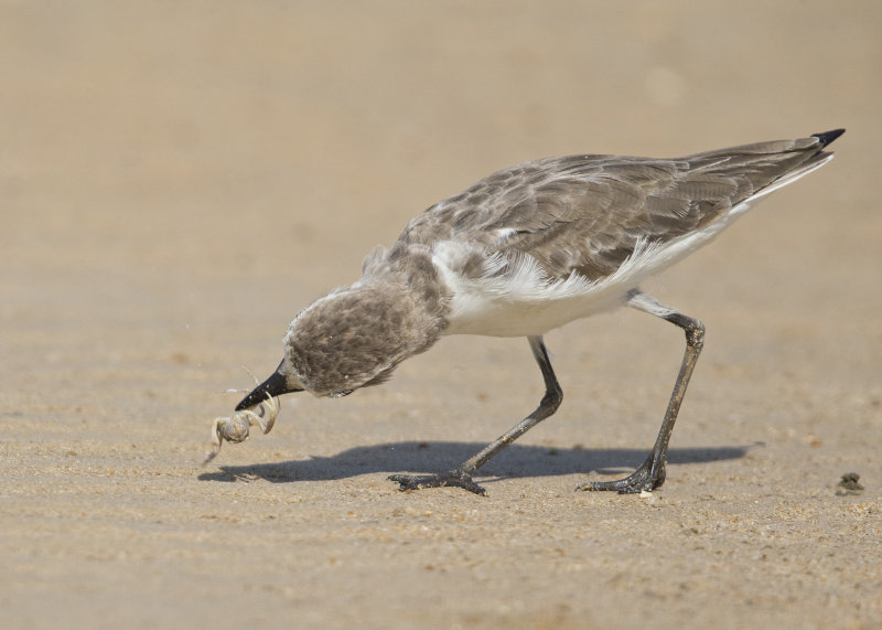 Lesser Sand Plover   Thailand