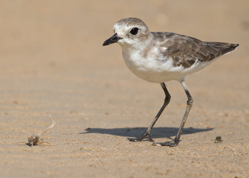 Lesser Sand Plover   Thailand