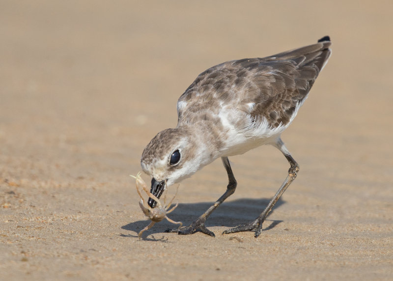 Lesser Sand Plover   Thailand