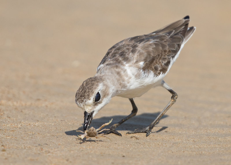 Lesser Sand Plover   Thailand