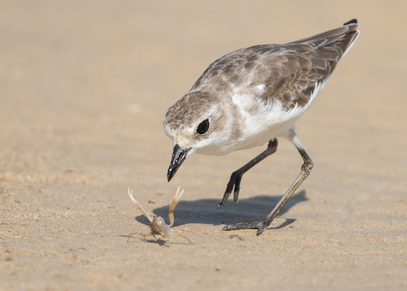 Lesser Sand Plover   Thailand