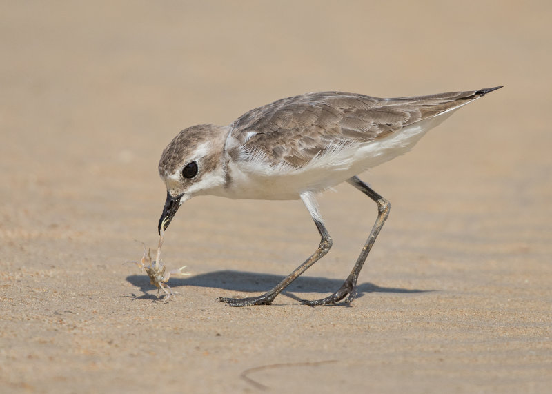 Lesser Sand Plover   Thailand