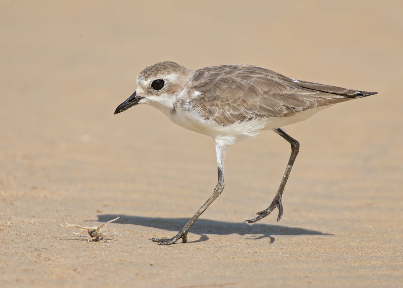 Lesser Sand Plover   Thailand