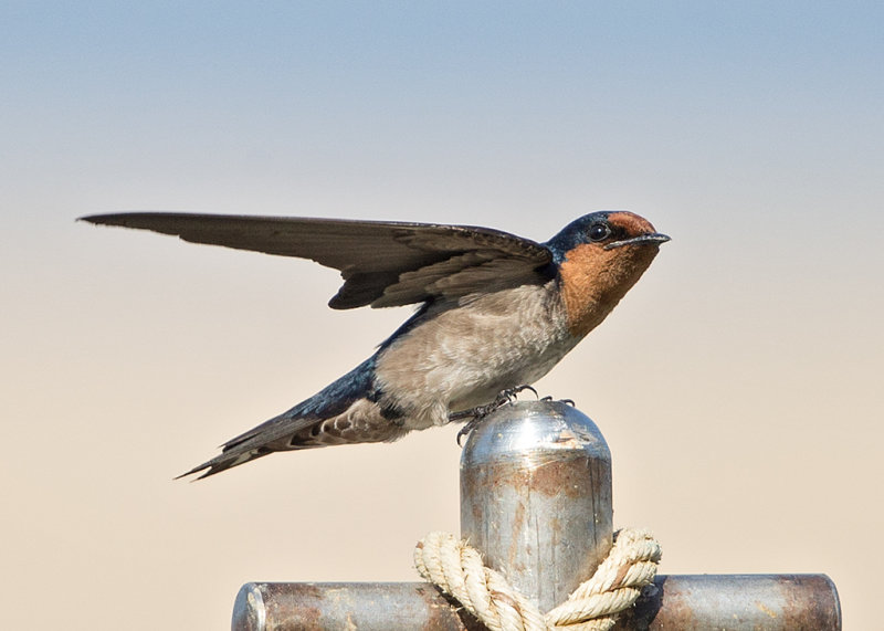 Pacific Swallow   Thailand