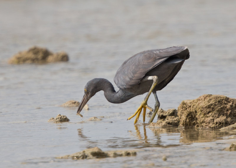 Pacific Reef Egret   Thailand