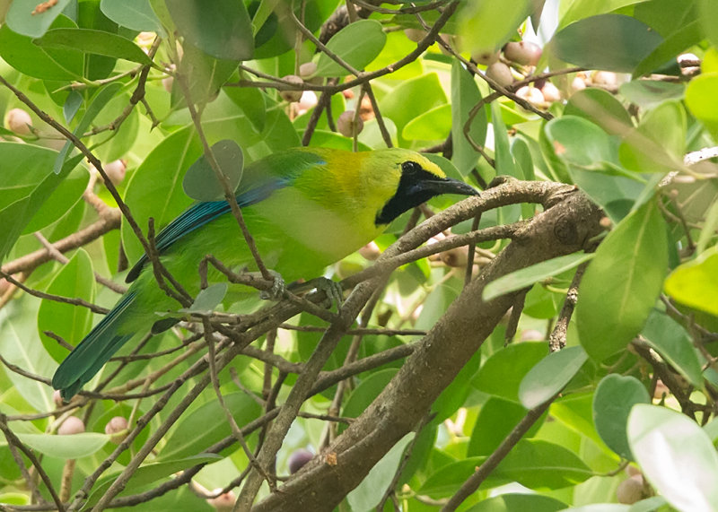 Blue-winged Leafbird   Thailand