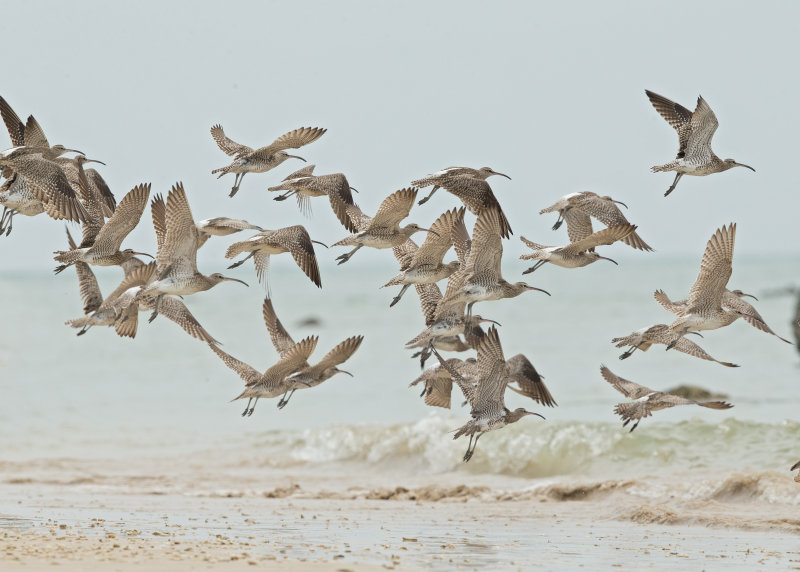 Whimbrel    Thailand