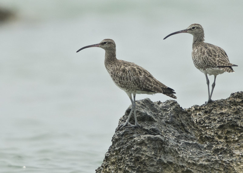 Whimbrel    Thailand