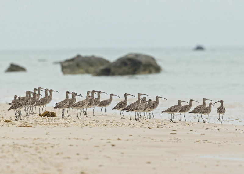 Whimbrel    Thailand