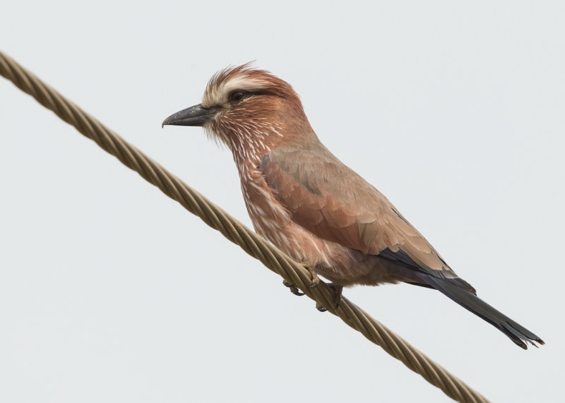 Rufus-crowned Roller     Gambia