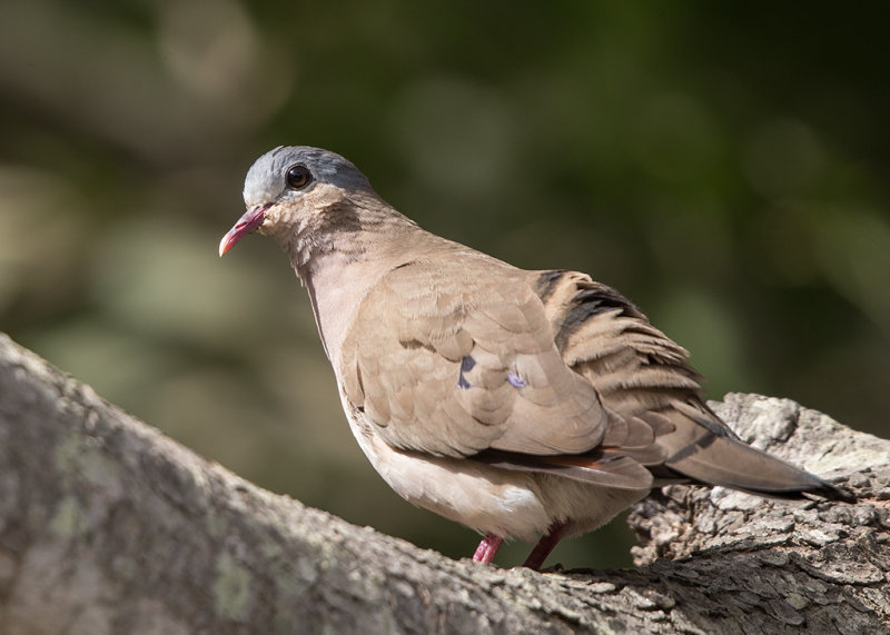 Dove,Blue-spotted Wood 