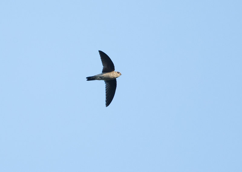 Germain's Swiftlet   Thailand