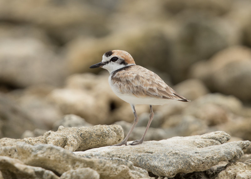 Malaysian  Plover