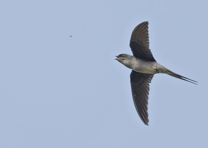 Grey-Rumped Treeswift   Thailand