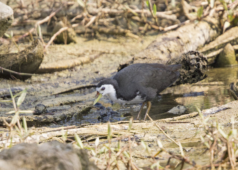 White-breasted Waterhen   