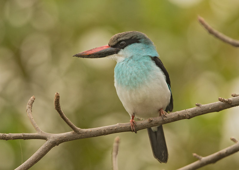 Kingfisher, Blue-breasted 