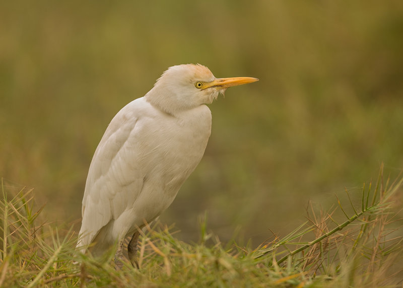 Cattle Egret  Gambia