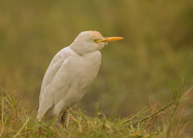 Egret,Cattle 