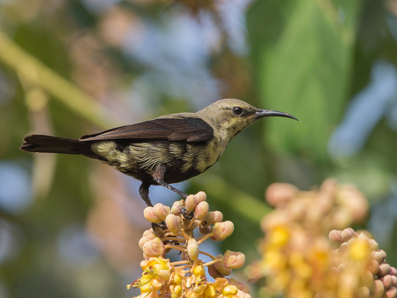 Sunbird,Copper 