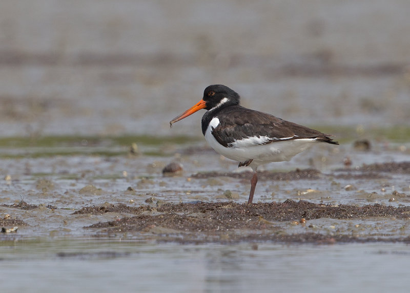 Oystercatcher,Eurasian