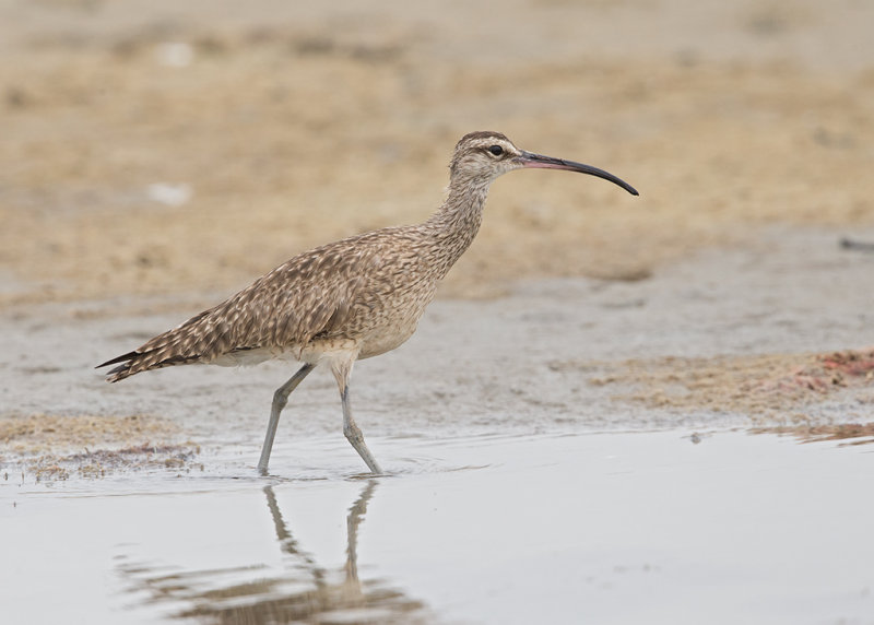 Hudsonian Whimbrel    Gambia