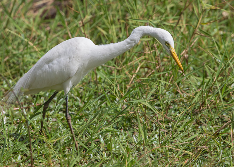 Intermediate Egret     Gambia